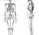 skelett vom Mensch